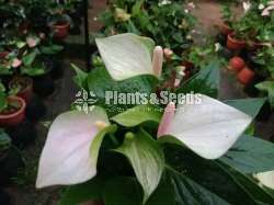 Anthurium Package 