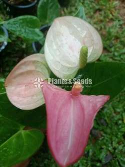 Anthurium Package 