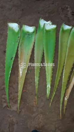 Komarika ( කෝමාරිකා පිත්ත )