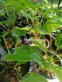 Bankok Seed Anthurium (මල් ආසන්න බැංකොක් පැල )