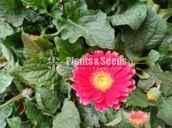 Jebras Flowers