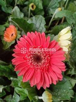 Jebras Flowers