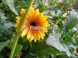 Jebras Flowers