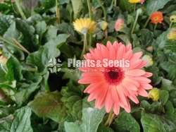 Jebras Flowers