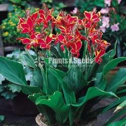 Baby CANNAS