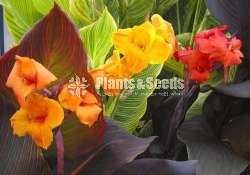 Baby CANNAS
