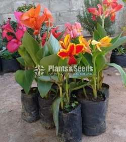 Baby CANNAS