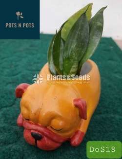 Decorative Cactus Pots(විසිතුරු මල් පැළ පොච්ච් )