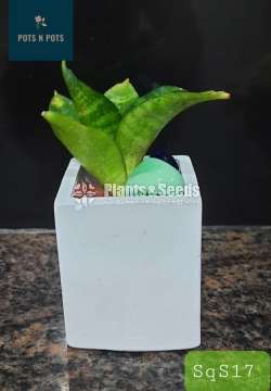 Decorative Cactus Pots(විසිතුරු මල් පැළ පොච්ච් )