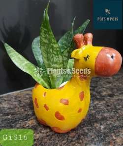 Decorative Cactus Pots(විසිතුරු මල් පැළ පොච්ච් )