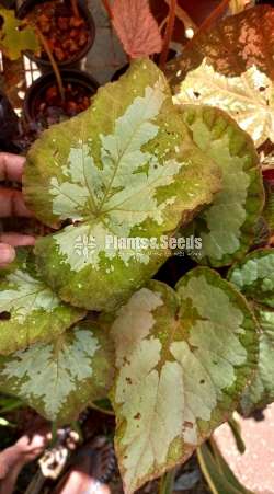 Bigonia  (බිගොනියා පැල)
