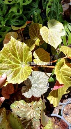 Bigonia  (බිගොනියා පැල)