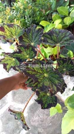 Bigonia  (බිගොනියා පැල)