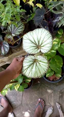 Bigonia  (බිගොනියා පැල)