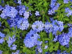 Plumbago