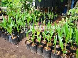 පොල් පැල
