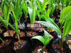 පොල් පැල