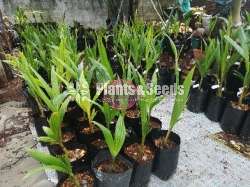 පොල් පැල