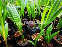පොල් පැල