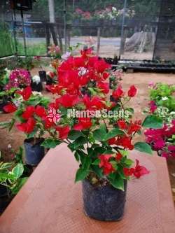 Boganvila (බෝගන්විලා පැල)