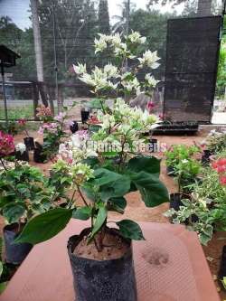 Boganvila (බෝගන්විලා පැල)