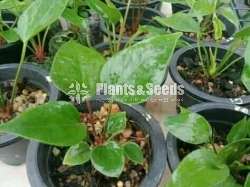 Bankok Seed Anthurium 