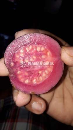 Red pera(බැංකොක් රතු පේර පැල)