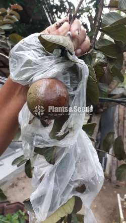 Red pera(බැංකොක් රතු පේර පැල)
