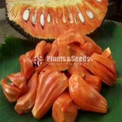 ගිණි වරකා බද්ද පැල (Bud Orange Jack fruit)