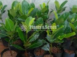 ගිණි වරකා බද්ද පැල (Bud Orange Jack fruit)