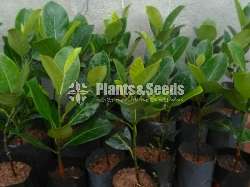 ගිණි වරකා බද්ද පැල (Bud Orange Jack fruit)