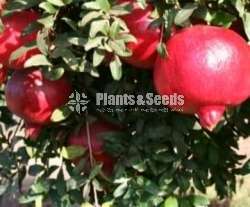 Redangel pomegranate( ඉන්දියානු රතු දෙළුම් )