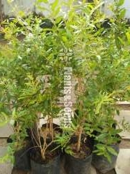 Redangel pomegranate( ඉන්දියානු රතු දෙළුම් )
