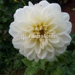 Deliya (ඩේලියා මල් සහිත පැල)
