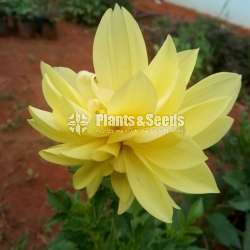 Deliya (ඩේලියා මල් සහිත පැල)