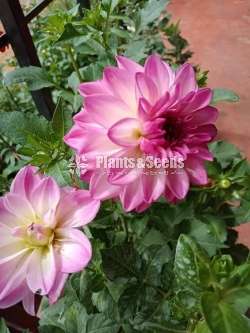 Deliya (ඩේලියා මල් සහිත පැල)