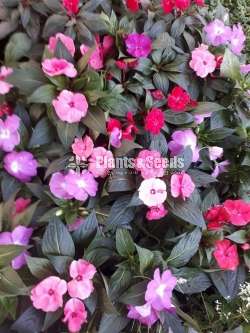 Impatiens (දිය කුඩලු )
