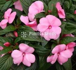 Impatiens (දිය කුඩලු )