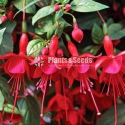 Fusia (පියුසියා පැල)
