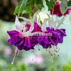 Fusia (පියුසියා පැල)