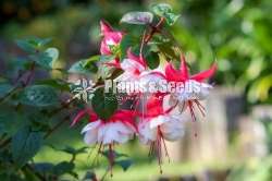 Fusia (පියුසියා පැල)