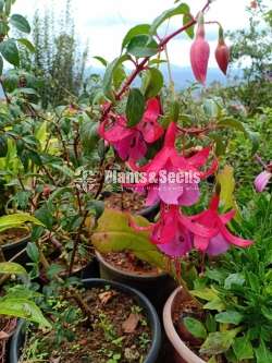 Fusia (පියුසියා පැල)
