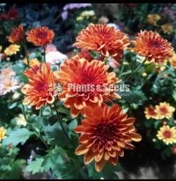 Kapuru (කපුරු පැල)