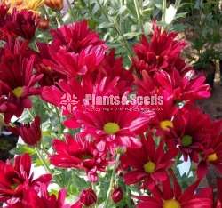 Kapuru (කපුරු පැල)