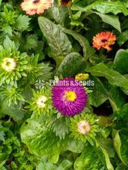 Kapuru (කපුරු පැල)