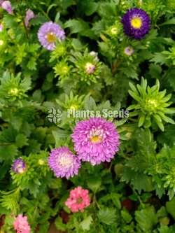 Kapuru (කපුරු පැල)