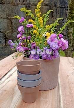 Teracotta cactus pots