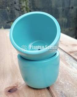 Teracotta cactus pots
