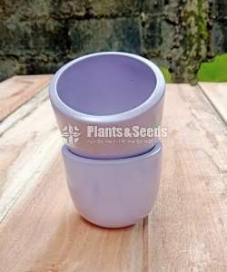 Teracotta cactus pots