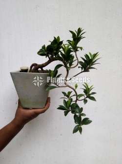 Ficus bonsai plant